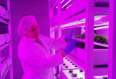 La empresa Urban Farms es pionera en Panamá en el cultivo de lechugas a través de la agricultura vertical. Foto: laestrella.com.pa. agricultura vertical