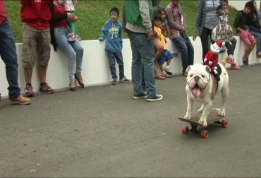 El perro peruano Otto, un bulldog de 4 años, sobre su monopatín en Lima. Foto: AFP. perro skater perú