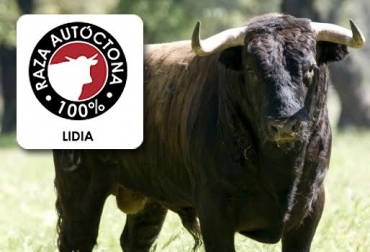 La carne de Lidia es considerada una de las más magras y exquisitas. Foto: www.porelpitonderecho.com. carne de Lidia