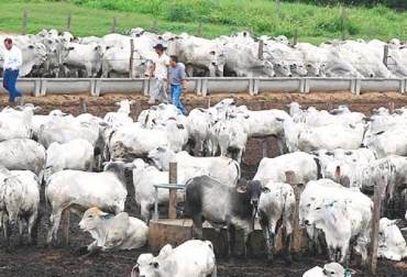 88 % del ganado en pie que se exporta tiene como destina el Líbano. Foto: Foto: eju.tv exportaciones de ganado en pie