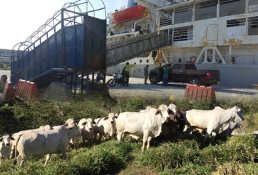 En horas de la mañana se dio inicio a la carga de 300 toneladas de concentrado animal y 100 de heno para alimentar a los 6.700 novillos. Foto: Expoganados Internacional SAS. exportaciones a Jordania