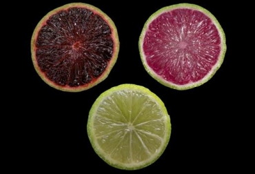 El nuevo limón GM contiene una proteína que induce la biosíntesis de antocianinas. Foto: Limones morados desarrollados por investigadores de UF/IFAS. limones transgénicos, limones genéticamente modificados