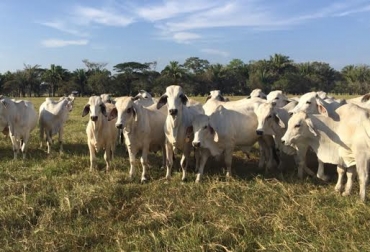 Colombia exportará por primera vez en su historia, 6.700 novillos en pie a Jordania. Foto: Expoganados Internacional SAS. novillos en pie Jordania