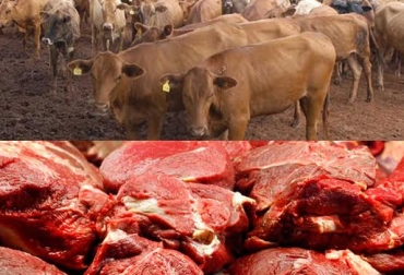 Colombia debe crear políticas de repoblamiento bovino para competir en el mercado de las exportaciones de carne de res. Foto: www.emol.com / www.infolatam.com. carne Paraguay