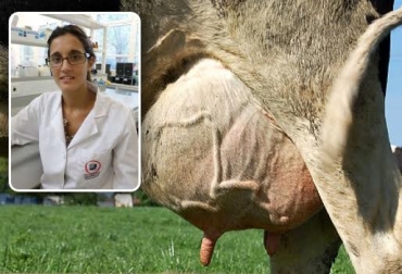 El quitosano es el candidato elegido para controlar casos de mastitis bovina. Fuente: www.perulactea.com / www.eldiariocba.com.ar. mastitis bovina