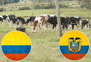 Las ganaderías de ambos países viven momentos pecuarios complejos. Foto: CONtexto Ganadero. ganadería colomboecuatoriana