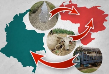 Presuntos comercializadores están aprovechando la crisis climática para comprar el ganado en Venezuela, para luego venderlo de contrabando en Colombia. Foto: atodomomento.com - vtv.gob.ve - CONtexto ganadero. Contrabando de ganado