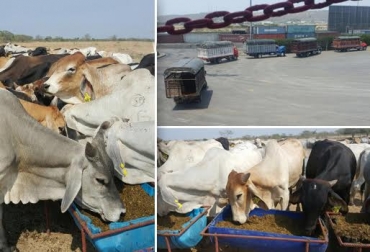 El aumento de las exportaciones de ganado en pie se ha dado por la calidad de los animales cebados en Colombia. Foto: Expoganados Internacional S.A.S. exportaciones ganado en pie Colombia