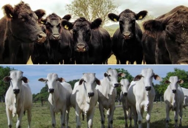 Ecuador inició la importación de animales en pie en 2015. Foto: chupachalupa.blogdiario.com / www.angusmallorca.com. ecuador importación ganado