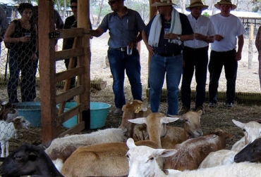 Nuestro país debe superar algunos retos antes de poder enviar carne a Canadá. Foto: www.ovinocaprino.com Producción ovina caprina en Colombia, Canadá, Tratado de Libre Comercio con Canadá, Cannexion Corporation, The Conference Board of Canada, proyecto ovinocaprino, comercio entre Colombia y Canada, Nueva Zelanda, Australia, trazabilidad, importación de genética ovina en Colombia, productores ovinocaprinos colombianos, productores ovinocaprinos canadienses, CONtexto ganadero, ganaderos Colombia