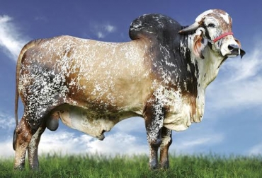 Los expertos aseguraban que el toro iba en camino a ser el número 1 de su especie. Foto: ABS. Gengis Khan