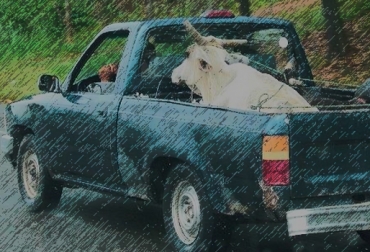 Mientras en otros países el delito es castigado con penas que oscilan entre uno y 8 años de prisión, en Colombia aún es considerado delito de menor cuantía. Foto: CONtexto ganadero. Abigeato