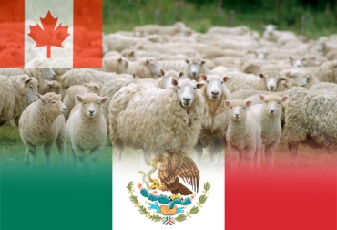 México podrá importar animales de Canadá, pero Colombia aún no ha podido lograr un acuerdo. Foto: www.todoelcampo.com.uy Producción ovina caprina en Colombia, Canadá, méxico, Scrapie, Enfermedad ovina, Tratado de Libre Comercio con Canadá, Cannexion Corporation, The Conference Board of Canada, proyecto ovinocaprino, comercio entre Colombia y Canada, Trazabilidad, importación de genética ovina en Colombia, productores ovinocaprinos colombianos, productores ovinocaprinos canadienses, Instituto Colombiano Agropecuario ICA, Ministro de Agricultura Aurelio Iragorri Valencia, CONtexto ganadero, ganaderos colombia