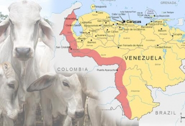 Venezuela es un “país aftoso” por la falta de control y erradicación de la patología. Foto: www.agromeat.com. aftosa venezuela, aftosa venezuela noticias, aftosa venezuela cifras, aftosa venezuela fedegán, lafaurie aftosa venezuela, contexto ganadero