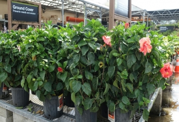 Hibiscus en una tienda de plantas el 9 de agosto de 2016 en Miami. Foto: AFP. insectos pesticidas