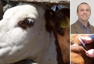 El equipo liderado por Leonardo Sáenz, académico de la Universidad de Chile, logró hallar un biológico capaz de combatir la enfermedad. Foto: Universidad de Chile. vacuna mastitis chile