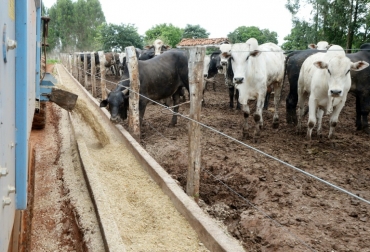 Alimentación de ganado el 12 de noviembre de 2013 en Ipameri, estado de Goiás, en Brasil. Foto: AFP. ganado brasil chile
