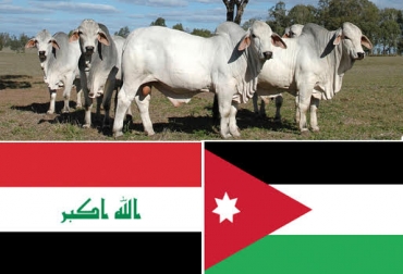 Irak es uno de los países que más se interesa por los animales Brahman que se producen en el país. Foto: brahman.com.au / espanol.mapsofworld.com. expoganados, expoganados familia dulcey, exportaciones de ganado en pie, ganado en pie hacia irak, ganado en pie hacia jordania, fedegán, fep, josé félix lafaurie, ganadería colombiana, exportaciones de ganado en pie en colombia, contexto ganadero, ganadería colombia