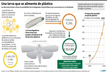 El gusano de la cera es capaz de comerse el plástico, en un hallazgo que podría ser clave para combatir la contaminación causada por este material. Foto: AFP. "Al gusano lo pones en una bolsa, y en 15 o 20 minutos puede hacer un agujero", afirmó la investigadora italiana Federica Bertocchini