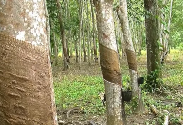 El caucho natural representa actualmente entre 15 y 30 % de los materiales usados en neumáticos de autos y camiones, según Mark Purtilar, un responsable de Goodyear. Foto: TvAgro. GM, caucho natural, GM caucho natural, GM detener la deforestación en Asia y América Latina, detener la deforestación en Asia y América Latina, Tv Agro, CONtexto ganadero, ganadería colombia