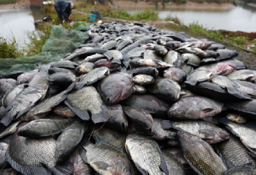 Tilapia infectada con virus Foto: AFP FAO virus de la tilapia lacustre, Tilapia infectada con virus en Colombia y Ecuador, CONtexto ganadero, ganadería Colombia
