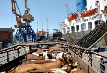 26 días durará el viaje que tiene como destino Puerto Alejandría. Foto: ptc.mx. Egipto, venta de ganado hacia egipto, Ganadería colombiana, expoganados internacional, ganadería colombia, comercio de ganado, comercio exterior en colombia