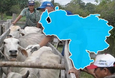 La escasez del biológico es una de las razones para que no se vacune el hato venezolano. Foto: boyaca.extra.com.co / educima.com aftosa, Fiebre aftosa, aftosa colombia, fiebre aftosa en Venezuela, fiebre aftosa en Colombia, Fedenaga, carlos oduardo albornoz, ganadería internacional, ganadería colombia, CONtexto ganadero