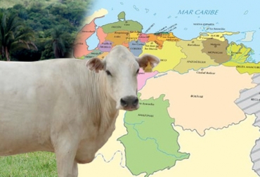 La OIE espera que la decisión le sirva a Venezuela para que en un futuro recupere la certificación y mejore el trabajo de erradicación contra la enfermedad. Foto: CONtexto ganadero. OIE, OIE Venezuela, fiebre aftosa, fiebre aftosa venezuela, certificación fiebre aftosa venezuela, sanidad animal, paises libre de fiebre aftosa, ganadería venezuela, ganadería colombia, noticias ganaderas colombia, contexto ganadero, fedenaga
