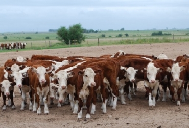 La campaña presentada por el Ministerio de Agroindustria pone el foco en indicadores de productividad y busca informar sobre el potencial alcanzable a través de prácticas sencillas de manejo. Es un ejemplo de cómo hacer política pública ganadera apoyándose en la institucionalidad. Foto: INTA Ganadería bovina argentina 2017, índice de destete, aumento del índice de destete, buenas prácticas, campaña gobierno aumento productividad, destete, exportación de carne, ganadería, inta, Ministerio de Agroindustria de la Nación, SENASA, CONtexto ganadero, ganaderos colombia, noticias ganaderas Colombia