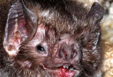 En América Latina y el Caribe, la rabia es transmitida también por la fauna selvática, como los murciélagos vampiros. Foto: jairoserrano.com FAO Unidos contra la rabia, día mundial contra la rabia, rabia en humanos, FAO plan para liberar al mundo de la rabia antes del 2030, CONtexto ganadero, ganadería colombia, noticias ganaderas colombia