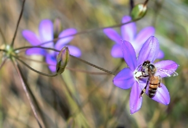 Abejas, pesticidas nefastos, Los pesticidas nefastos para abejas están presentes en 75% de la miel del mundo, CONtexto ganadero, ganadería Colombia, Noticias ganaderas Colombia