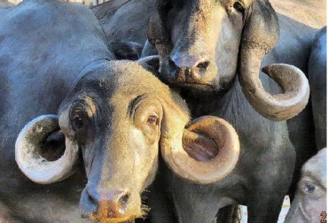 Ejemplares de la raza Jafarabadi. Foto: zoovetesmipasion.com raza de Búfalo Jafarabadi, India, Kevin González Martínez Zootecnista Magister en Administración, raza Jafarabadi variedad Palitana, raza Jafarabadi variedad GIR, características de las variedades Palitana y Gir, CONtexto ganadero, ganadería Colombia, Noticias ganaderas Colombia