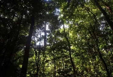 Las regiones tropicales ahora emiten anualmente alrededor de 425 teragramos (un teragramo es un millón de toneladas) netos de CO2 a la atmósfera, más que las emisiones de todos los camiones y automóviles de Estados Unidos, señala el Estudio. Fotor: AFP deforestación hace que los trópicos emitan más CO2 que el que absorben, CONtexto ganadero, ganadería Colombia, Noticias ganaderas Colombia