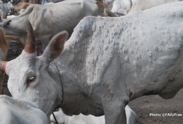La dermatosis nodular contagiosa afecta al ganado vacuno, se transmite por picaduras de insectos y puede ser mortal para los animales, pero no afecta a los seres humanos. Foto FAO FAO, La FAO preocupada por el avance de dermatosis nodular contagiosa, CONtexto ganadero, ganadería Colombia, Noticias ganaderas Colombia