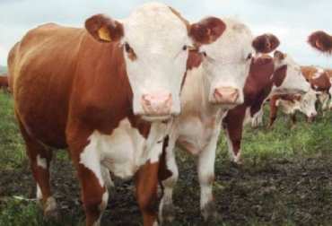 : El inventario bovino de Uruguay supera los 12 millones de cabezas, en un contexto regional-mundial donde comparte y compite por los mismos 130 mercados.Foto Carta Fedegán 120 Uruguay, ganadería uruguaya, La envidiable ganadería uruguaya, Lourdes Sequeira CarneTEC, Lourdes Sequeira, Lourdes Sequeira ´Ganadería uruguaya para el mundo´, CONtexto ganadero, ganadería Colombia, Noticias ganaderas Colombia
