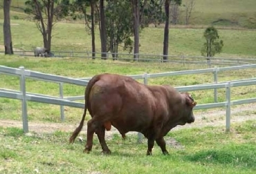 Yara bonsmara: Una de las razas de carne presentes en Australia. Foto: Carta Fedegán Australia, carne australiana, razas australianas, CONtexto ganadero, ganadería Colombia, Noticias ganaderas Colombia