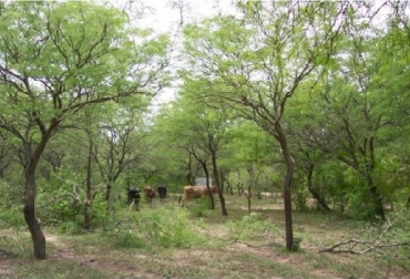 Sistema silvopastoril. Foto: INTA Inta, "Tecnología en desarrollo para el manejo silvopastoril en el chaco húmedo argentino”, Luis Ademar Monicault investigador del INTA, ,CONtexto ganadero, ganadería Colombia, Noticias ganaderas Colombia