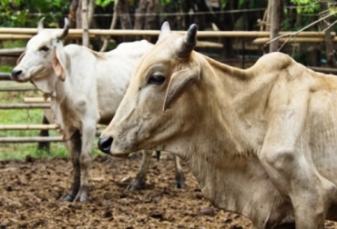 El departamento de Santa Cruz concentra el 39% del hato bovino de Bolivia. Foto: eldia.com.bo Bolivia, Bolivia exportará carne de res, importaciones de leche en polvo de Bolivia a Colombia 2017. CONtexto ganadero, ganadería Colombia, Noticias ganaderas Colombia