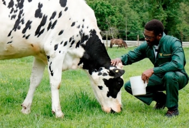 Para que un animal tenga bienestar, su estado de salud mental y físico debe estar en armonía con el entorno o medio ambiente (Hugh,1976).. Foto: veterinaria.uach.cl Bienestar Animal, criar animales, producir carne, carnetec, CONtexto ganadero, ganadería colombia, noticias ganaderas colombia