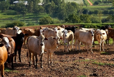 Según el USDA, Paraguay se coloca en la actualidad como el productor número 16 en el mundo y como el séptimo mayor exportador de carne. Foto: lagro.com.py Paraguay, paraguay exportaciones de carne, paraguay protecta exportar a Estados Unidos y Hong Kong carne, CONtexto ganadero, ganadería Colombia, Noticias ganaderas Colombia