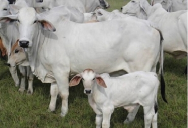 El sistema crea datos de referencia y monitora cambios inusuales, como por ejemplo un aumento inesperado en la temperatura corporal, que detectan signos de enfermedad, lo que permitiría tratar y poner en cuarentena al animal. Foto: www.suganado.com. Inglaterra, dispositivo Y-Ware, Universidad de Nottingham (Reino Unido), sistema de alerta temprana que avise a los ganaderos del riesgo de posibles enfermedades en los animales más jóvenes, PrognostiX, British Telecom (BT), Innovate UK, CONtexto ganadero, ganadería Colombia, Noticias ganaderas Colombia