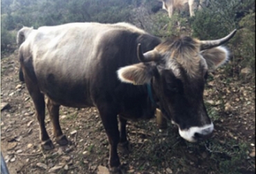 El proyecto en favor de la raza Albera durará 3 años. Foto: Agrodigital. albera, vaca albera, raza albera, Razas criollas, razas criollas europa, ganaderos de españa, ganaderos de francia, ganaderos de andorra, razas autóctonas europeas, ganadería colombia razas criollas colombianas, Ganadería colombiana, noticias ganaderas, noticias ganaderas colombia, CONtexto ganadero