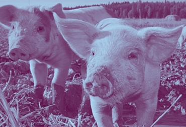 Bienestar Animal, Business Benchmark on Farm Animal Welfare, bienestar animal en el mundo, cuidado de los animales, protección de los animales, restaurantes, restaurantes bienestar animal, supermercados bienestar animal, ganadería, ganadería internacional, noticias ganaderas, noticias ganaderas colombia, contexto ganadero
