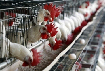 México, influenza aviar, México producción avícola, México reporta hallazgo y cierre de dos focos de influenza aviar, CONtexto ganadero, ganadería Colombia, Noticias ganaderas Colombia