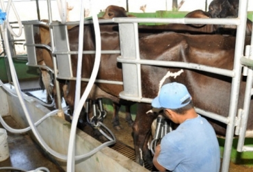 La empresa Estrella Azul de dejar de comprar aproximadamente un 15 % de la producción. Foto: Panamá América. Panama, leche, productores de leche dejarán de vender 3 millones de dólares, Estrella Azul, Estrella Azul dejará de comprar el 15% de la producción de leche, CONtexto ganadero, ganadería Colombia, Noticias ganaderas Colombia
