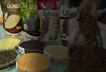Alrededor de estos superalimentos, en particular la quinua, el único vegetal que posee todos los aminoácidos esenciales y se ha mostrado eficaz en el combate del colesterol y la glucosa, y que no contiene glúten, se está desarrollando toda una industria. Foto: AFP / Telemetro.com quinua, camu camu o calafate, superalimentos, superalimentos de la región Andina,dieta saludable, elixires de una dieta saludable, los nuevos elixires de una dieta saludable, superalimentos de la región andina están ahora amenazados por la sobreproducción, Los superalimentos de la región andina amenazada por la sobreproducción, Región andina despensa de superalimentos, CONtexto ganadero, ganadería Colombia, Noticias ganaderas Colombia