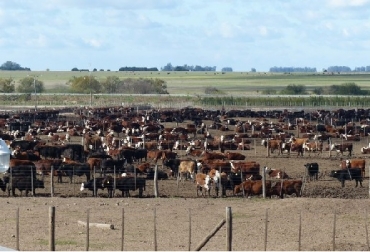 Inventario bovino USA, Cifras de la ganadería bovina de Estados Unidos, CONtexto ganadero, ganadería Colombia, Noticias ganaderas Colombia