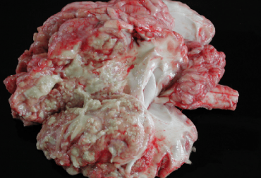 La enfermedad tiene en alerta a los ganaderos de Nueva Zelanda. Foto: researchgate.net. mycoplasma bovis, mycoplasma bovis nueva zelanda, ganadería nueva zelanda, ganaderos nueva zelanda, fusil sanitario nueva zelanda, enfermedades vacas, enfermedades ganado, ganadería internacional, noticias ganadería, noticias ganaderas colombia, contexto ganadero, ganadería colombia