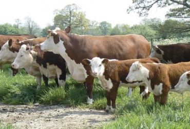 La iniciativa, que incluye genética, busca que Reino Unido tenga un hato libre de la enfermedad. Foto: Agrodigital.com. tuberculosis, tuberculosis bovina, tuberculosis bovina en reino unido, ganadería reino unido, ganaderos reino unido, Junta de Desarrollo Agrícola y Horticultural, pruebas de tuberculosis, tuberculosis en colombia, programa contra la tuberculosis bovina, ICA, ica colombia, ganadería colombia, noticias ganaderas colombia, CONtexto ganadero