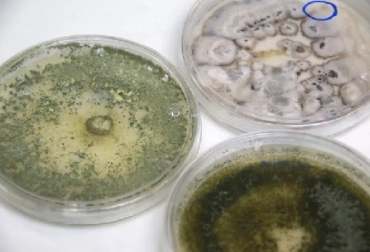 La Universidad Autónoma de Aguascalientes - UAA, México, mosquito Aedes aegypti, hongos entomopatógenos, investigación sobre el uso de hongos entomopatógenos, Investigan cómo reducir población de insectos que transmiten enfermedades, CONtexto ganadero, ganadería Colombia, Noticias ganaderas Colombia